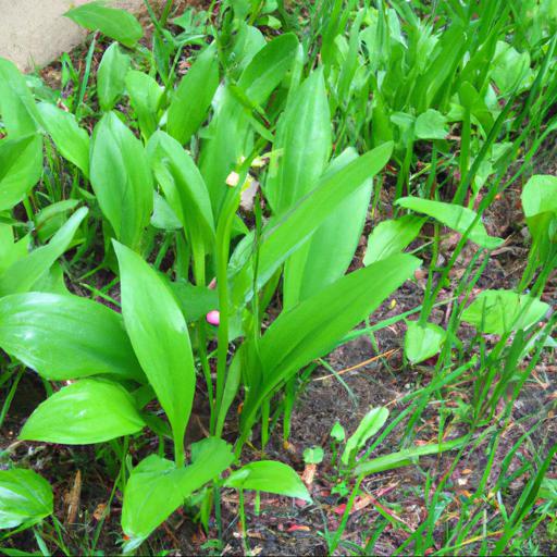 Benefits of growing convallaria majalis var