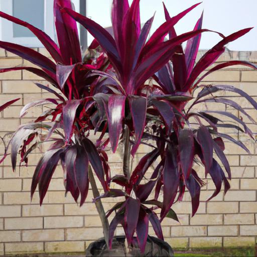 Benefits of growing cordyline australis torbay dazzler