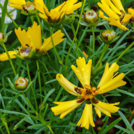 Benefits of growing coreopsis buttermilk in your garden