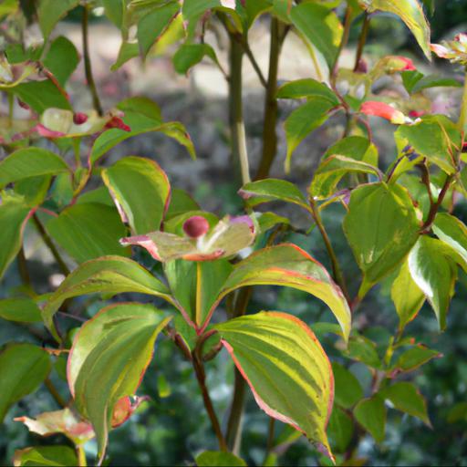 Benefits of growing cornus kousa: why should you plant it