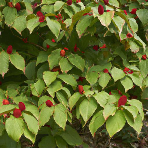 Benefits of growing cornus sanguinea