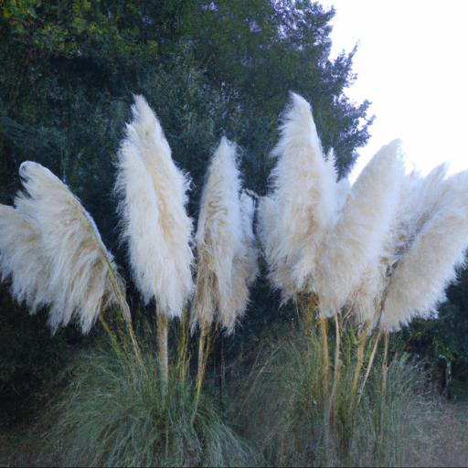 Benefits of growing cortaderia selloana