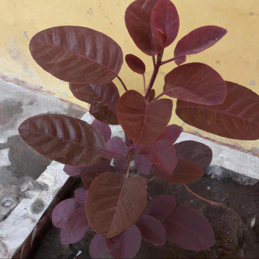 Benefits of growing cotinus coggygria young lady