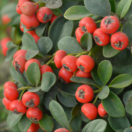 Benefits of growing cotoneaster frigidus cornubia