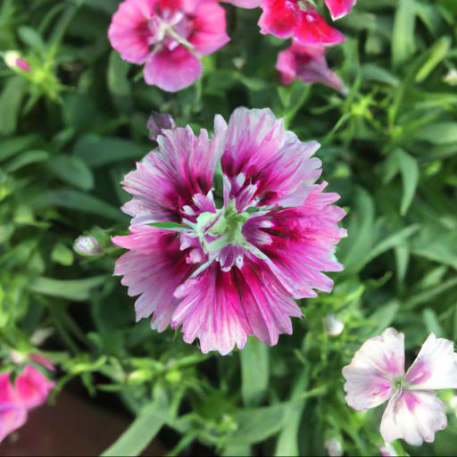 Benefits of growing dianthus sunflor faganza