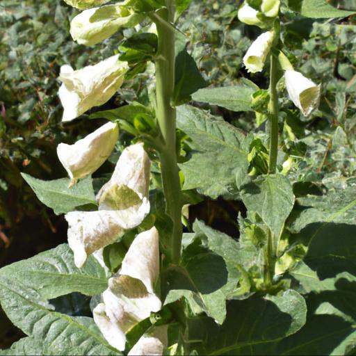 Benefits of growing digitalis purpurea f