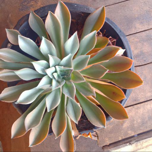 Benefits of growing echeveria agavoides