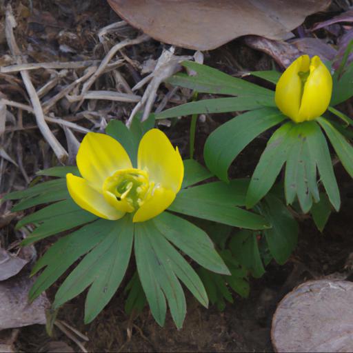 Benefits of growing eranthis hyemalis