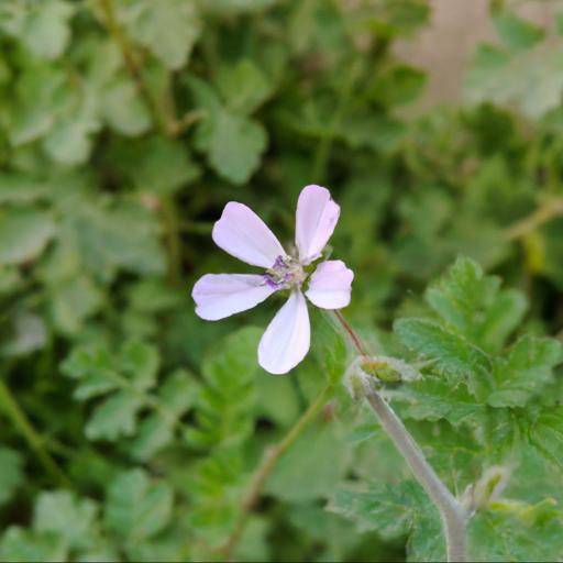 Benefits of growing erodium reichardii album