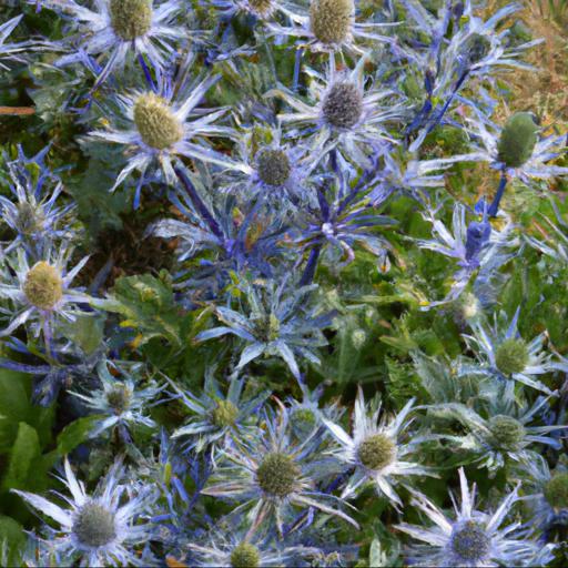 Benefits of growing eryngium bourgatii picos blue