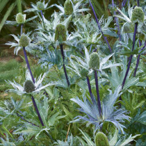 Benefits of growing eryngium x zabelii jos eijking