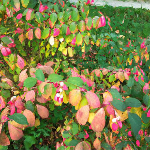 Benefits of growing euonymus alatus