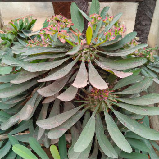 Benefits of growing euphorbia excalibur