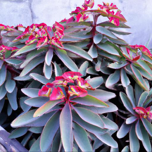 Benefits of growing euphorbia griffithii fireglow