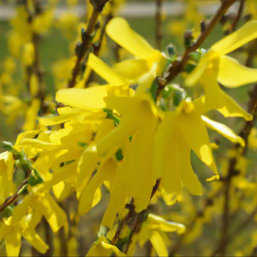 Benefits of growing forsythia x intermedia spectabilis