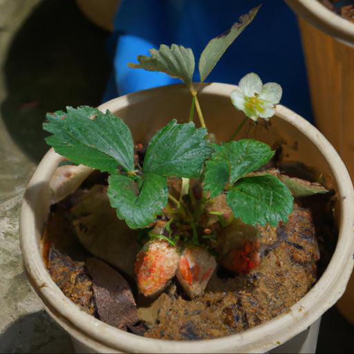 Benefits of growing fragaria x ananassa buddy