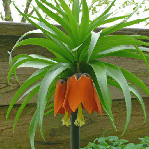 Benefits of growing fritillaria imperialis