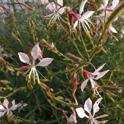 Benefits of growing gaura lindheimeri gaudwwhi (geyser series)