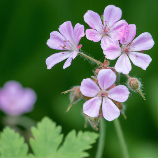 Benefits of growing geranium ann folkard