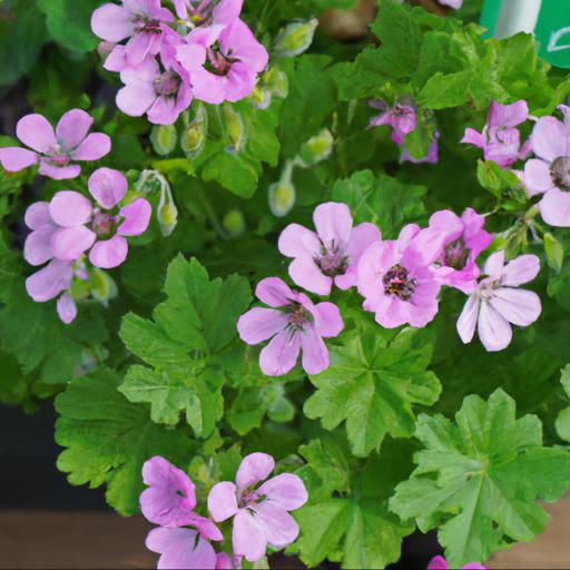 Benefits of growing geranium cinereum ballerina