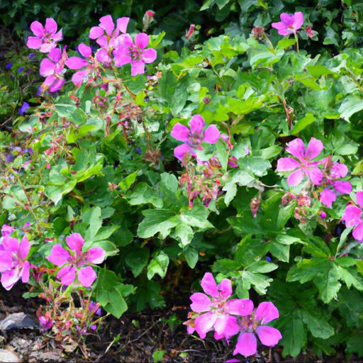 Benefits of growing geranium sanguineum glenluce