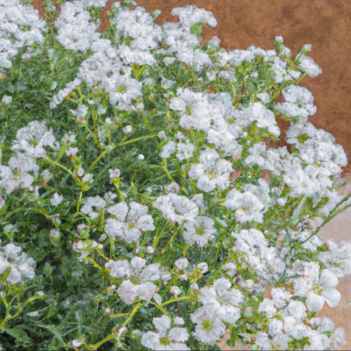 Benefits of growing gypsophila cerastioides