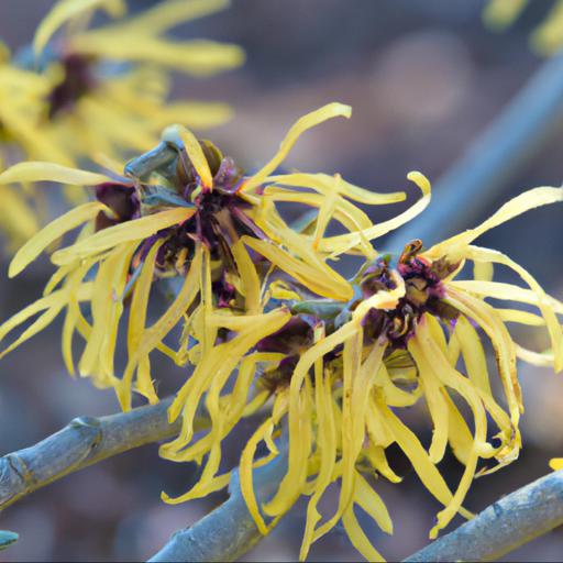 Benefits of growing hamamelis x intermedia savill starlight