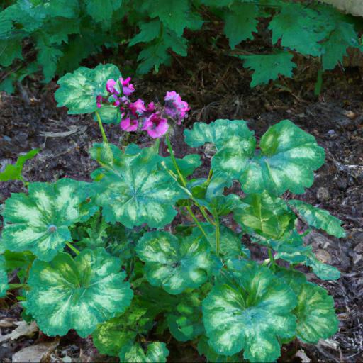 Benefits of growing hardy geraniums in shade