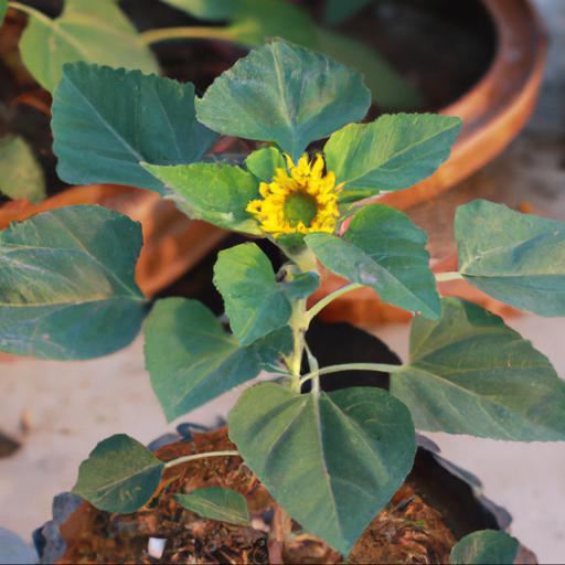 Benefits of growing helianthus annuus firecracker