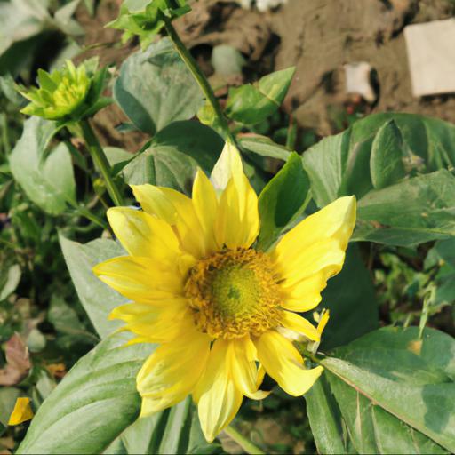 Benefits of growing helianthus lemon queen