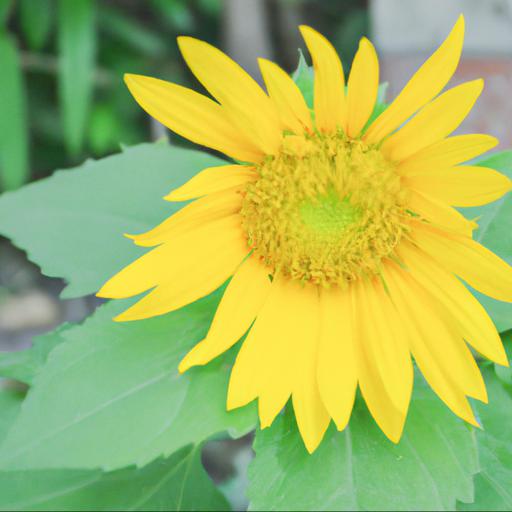 Benefits of growing helianthus stella gold