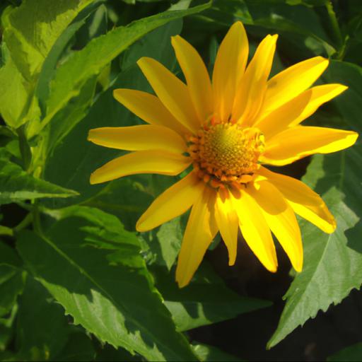 Benefits of growing heliopsis sweet sunshine