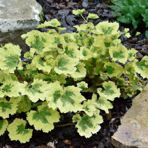 Benefits of growing heuchera lime rickey