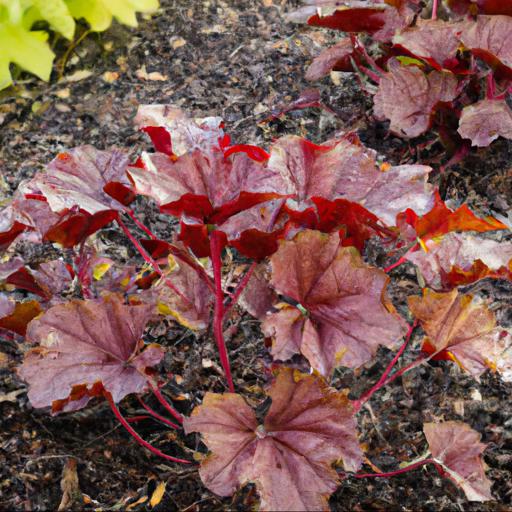 Benefits of growing heuchera midnight rose