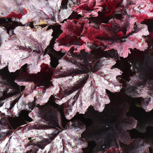 Benefits of growing heuchera palace purple