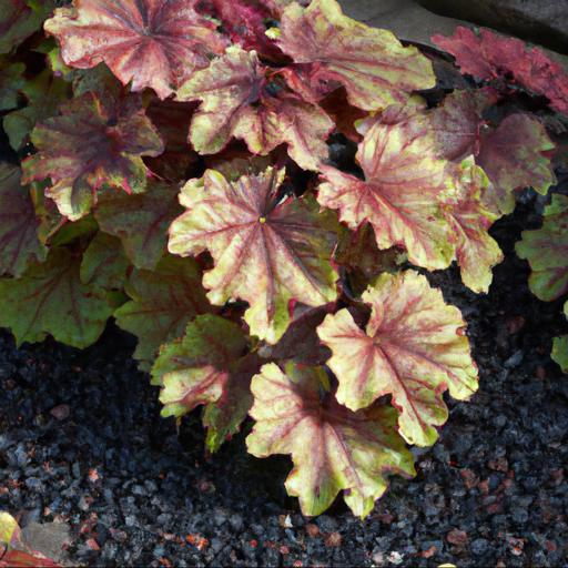 Benefits of growing heuchera southern comfort