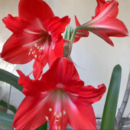 Benefits of growing hippeastrum red lion