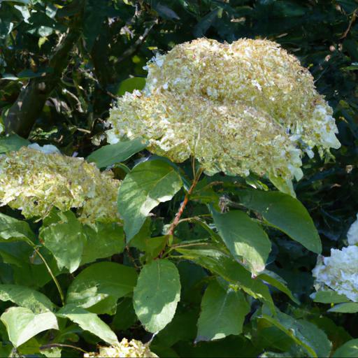 Benefits of growing hydrangea arborescens annabelle