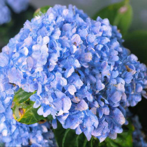 Benefits of growing hydrangea blue deckle