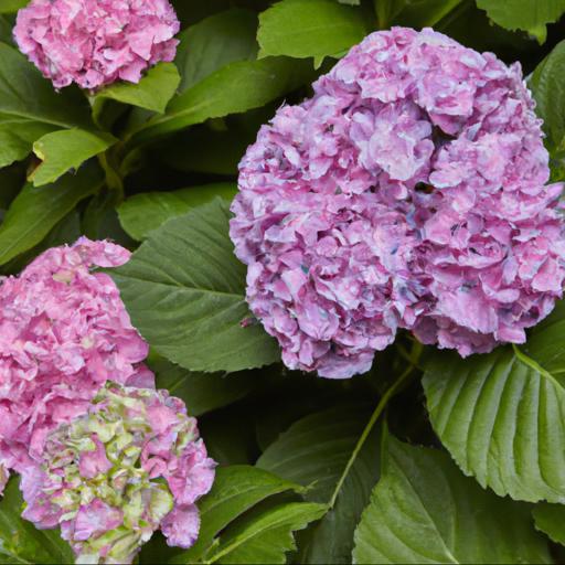 Benefits of growing hydrangea macrophylla king george