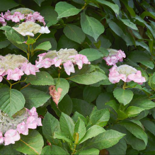 Benefits of growing hydrangea macrophylla koria