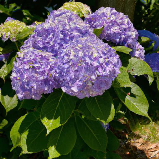 Benefits of growing hydrangea macrophylla zorro