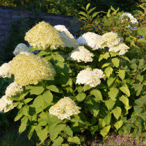 Benefits of growing hydrangea paniculata limelight