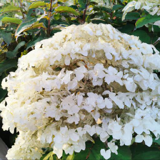 Benefits of growing hydrangea paniculata phantom