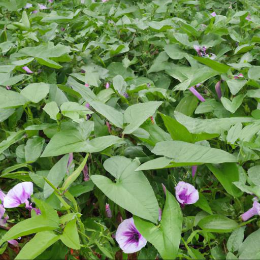 Benefits of growing ipomoea purpurea grandpa ott