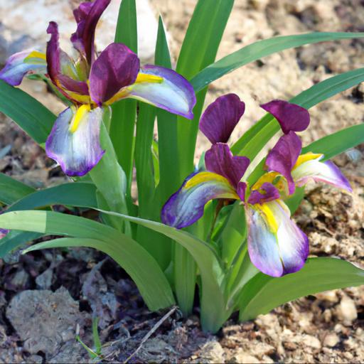 Benefits of growing iris petit tigre