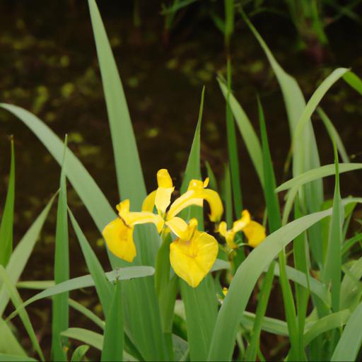 Benefits of growing iris pseudacorus