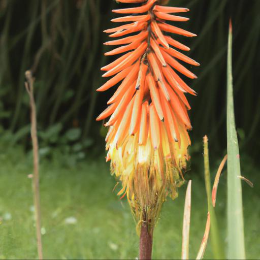 Benefits of growing kniphofia pauciflora