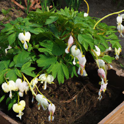 Benefits of growing lamprocapnos spectabilis alba