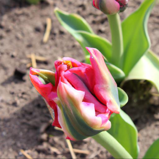 Benefits of growing late tulips